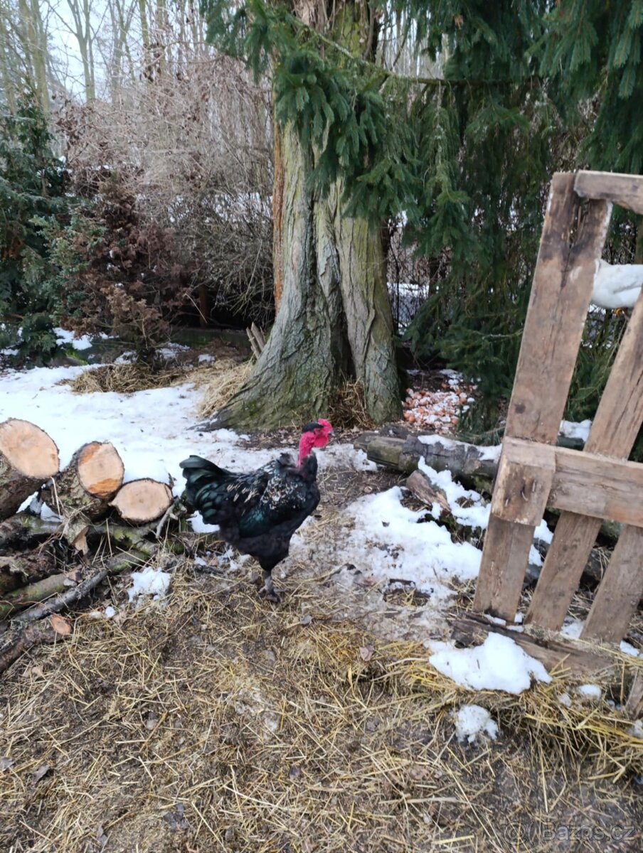 Prodám kohoutka