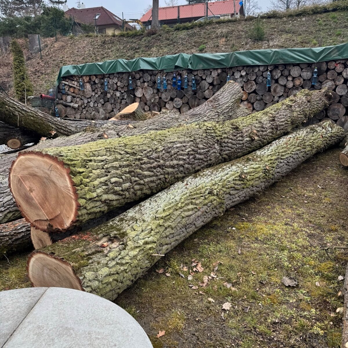 Dubová kulatina na řezivo - dubové kmeny