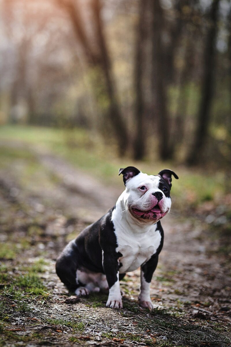 american bully pocket