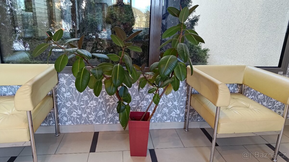 Gumovník Ficus elastica