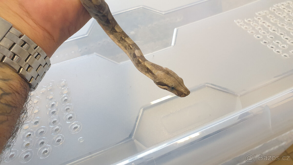 Hroznýš královský Boa constrictor