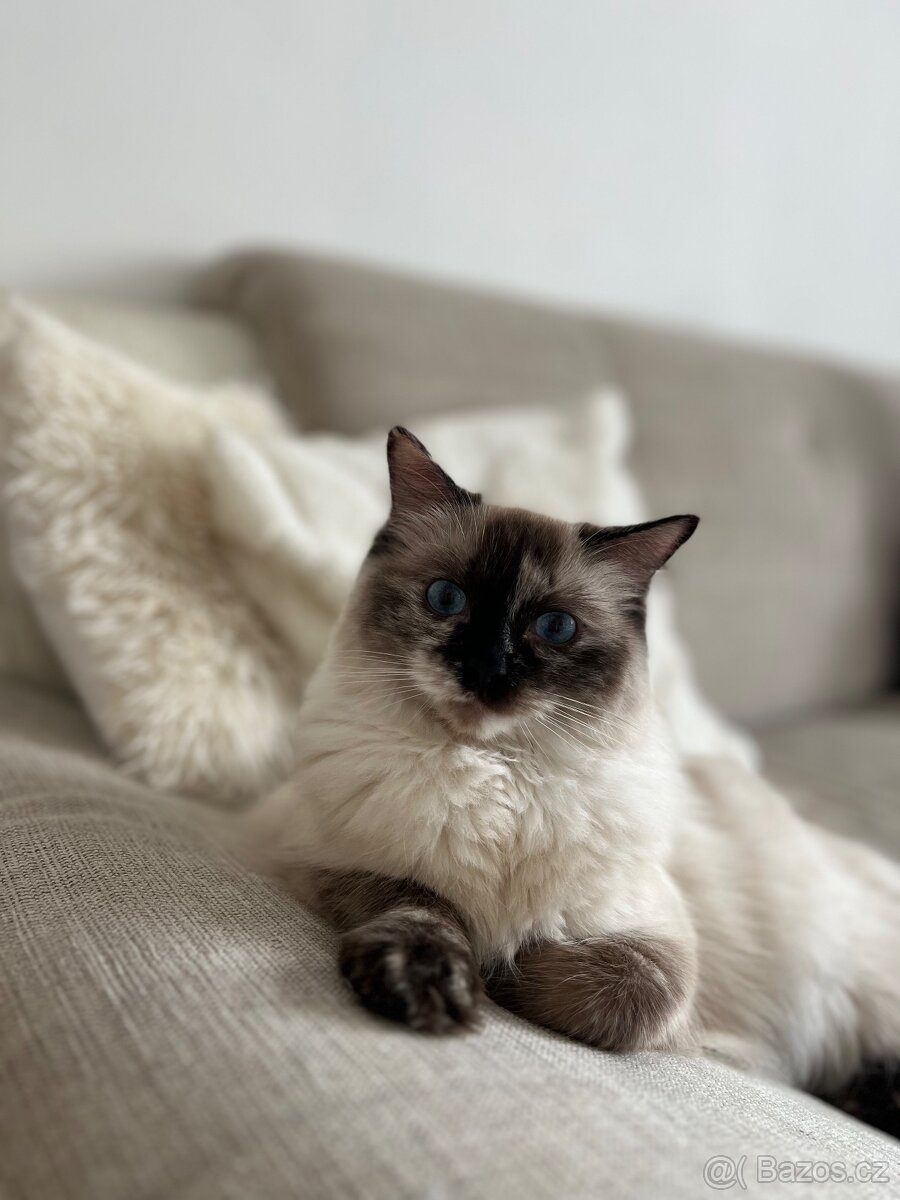 Ragdoll bez PP