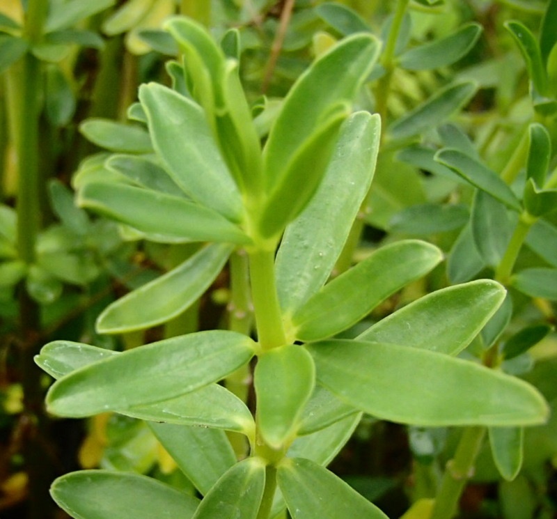 Pepřinec skořicový - Peperomia inaequalifolia - sazenice