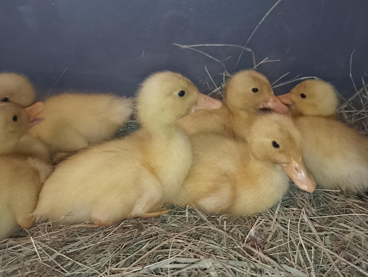 Kachňátka - kachna pekingská