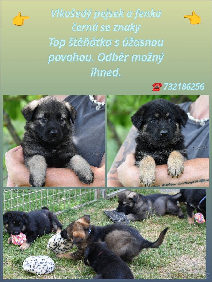 Německý ovčák štěňata s p.p.
