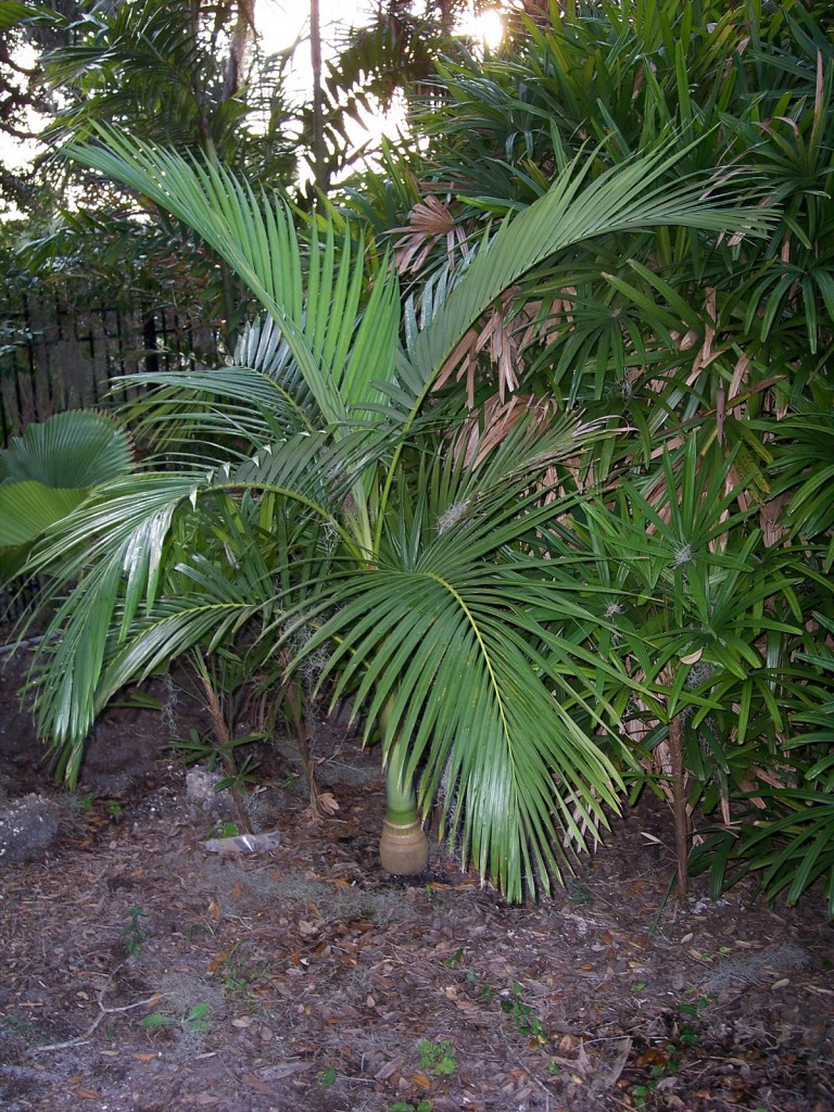 Sazenice Palma Archontophoenix alexandrae