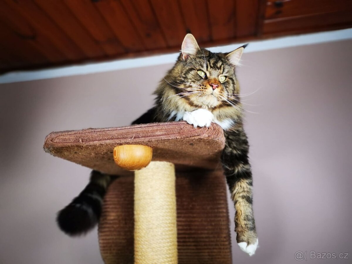 Mainská mývalí kočka - adopce
