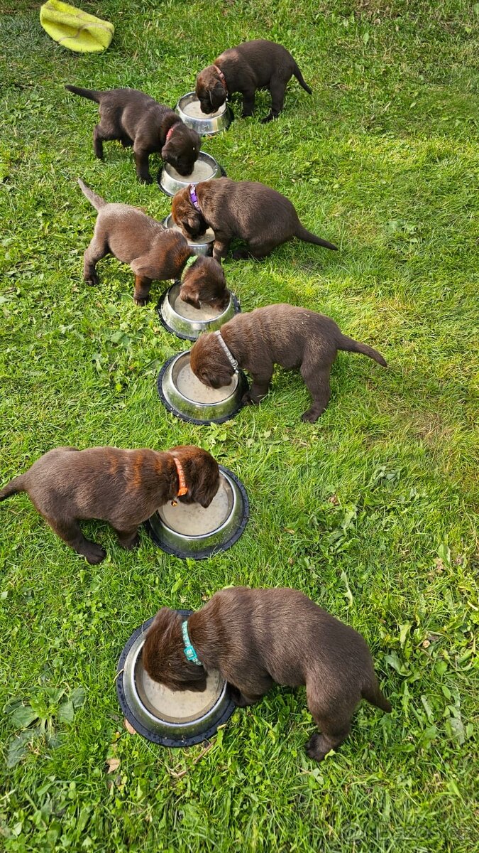 Štěňata hnědého labradora
