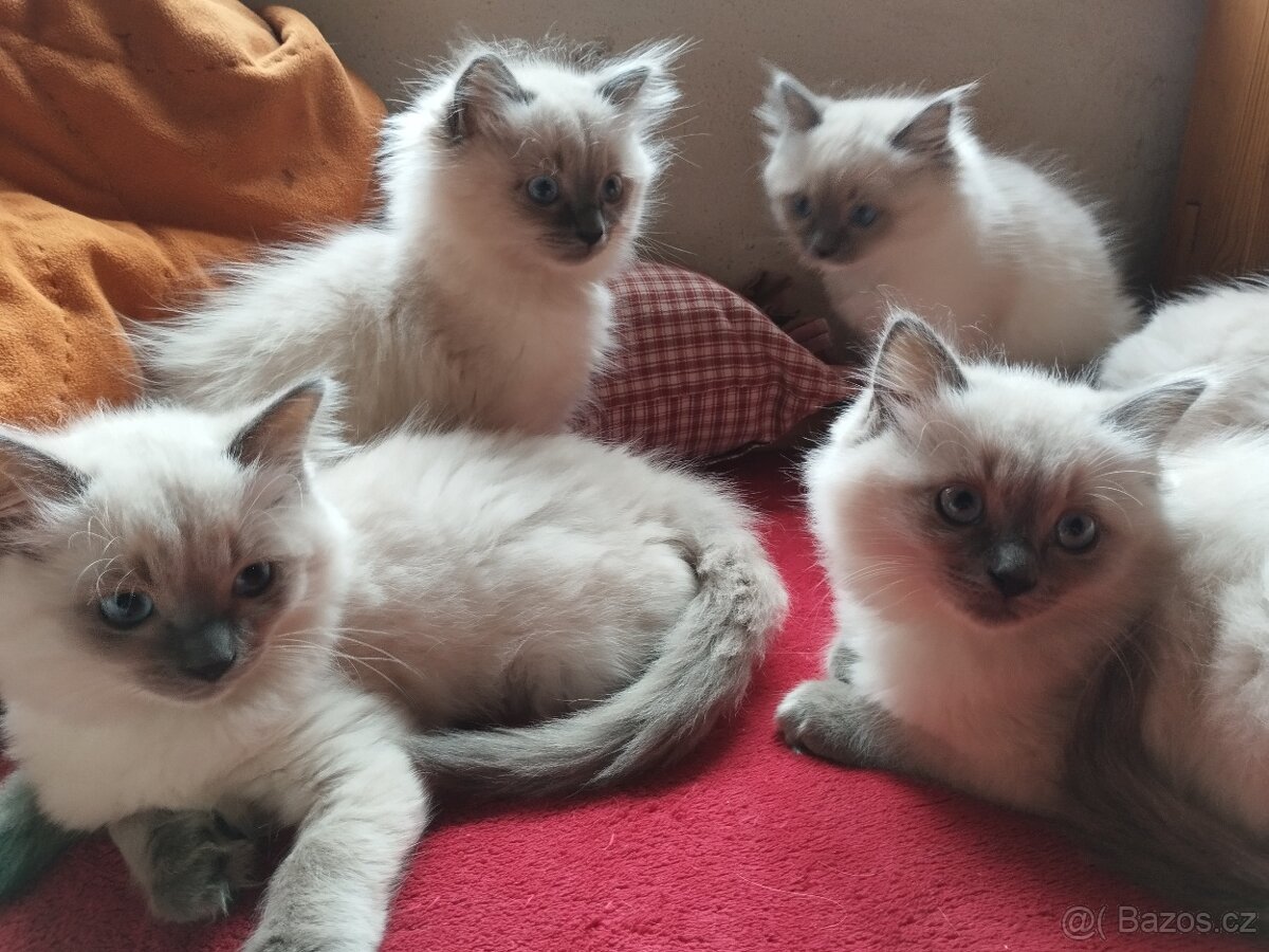 Ragdoll koťata