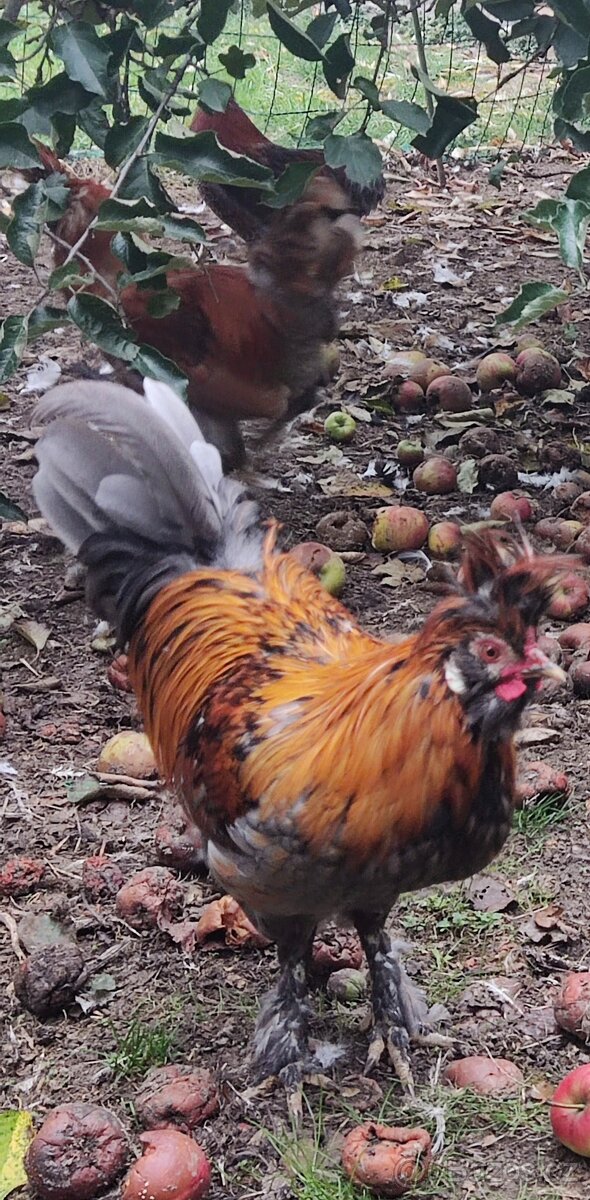 Kohouti - Pavlovská slepice