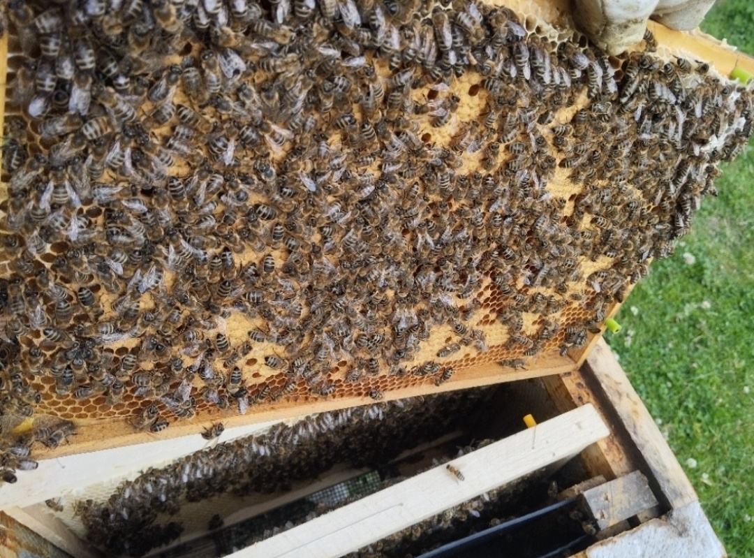 Včelí oddělky 2026 na rám. míře 39x24