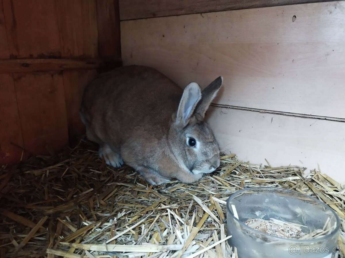 Nabízím z prodeji králíčky