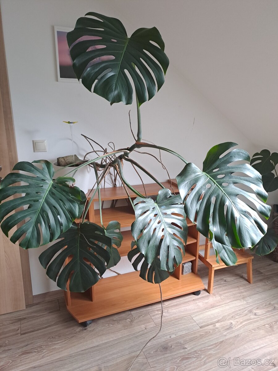 Monstera