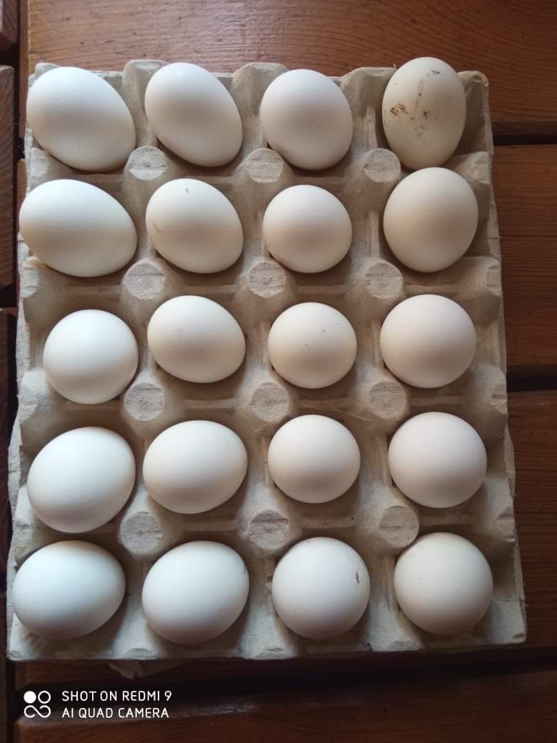 Násadová vejce Holanďanek