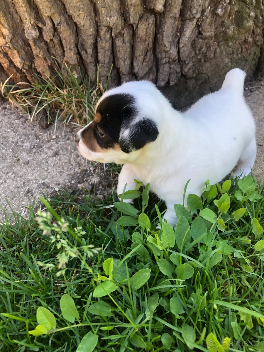 Jack russel teriér