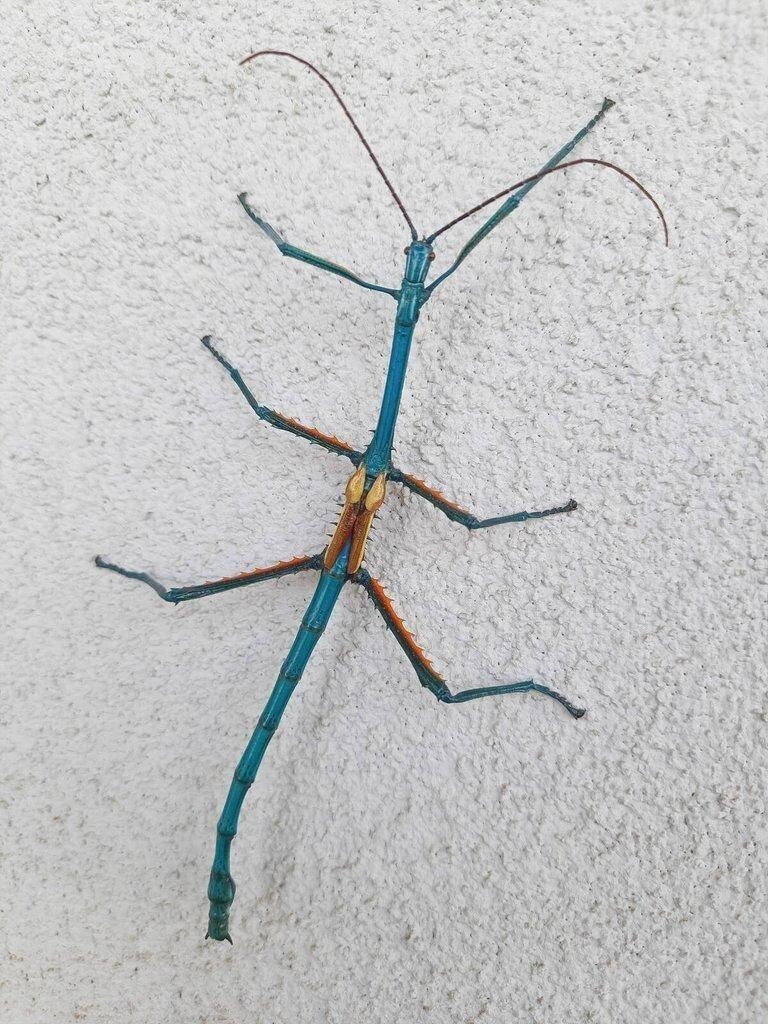 Achrioptera manga - vajíčka