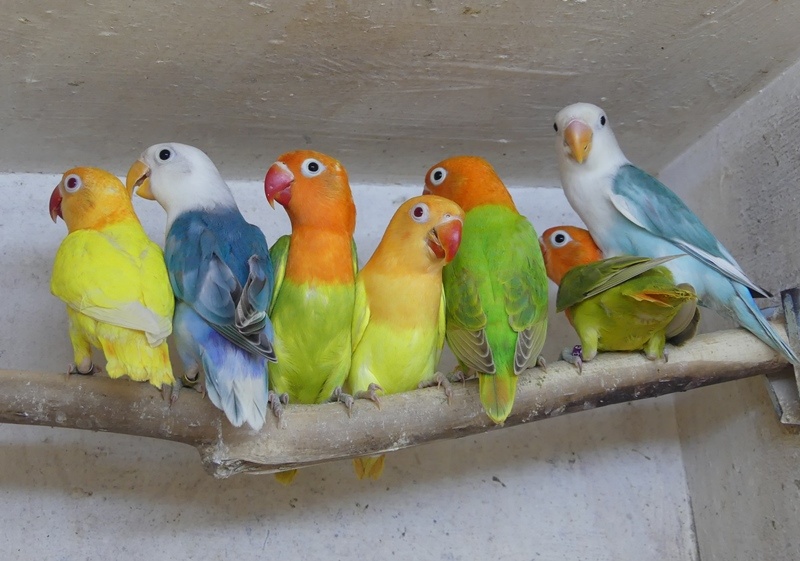Agapornis fischeri