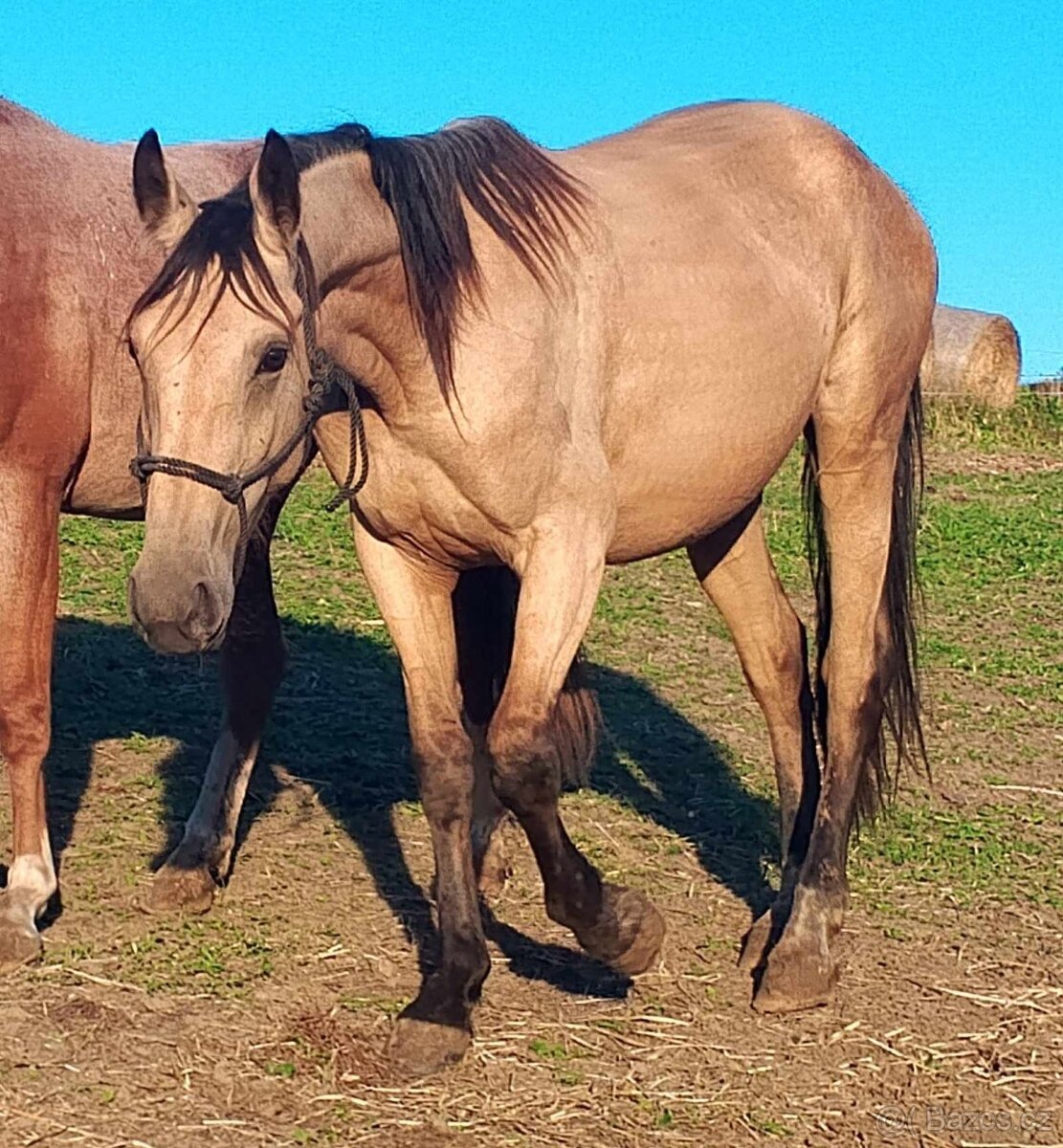 4l plavá kobyla ,x ČT,ČSP a 3l mix Qh