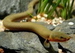 Bichir kalabarský, délka 25 cm