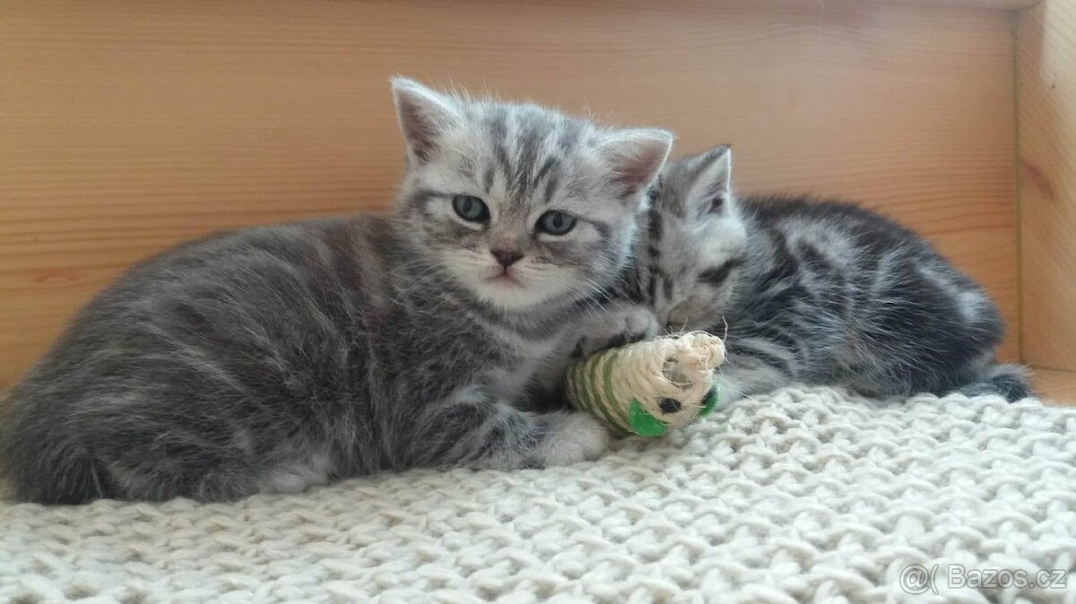Britská modrá a whiskas kočičky i kocourkové
