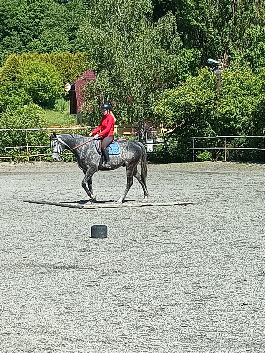 Bílý valach A1/1