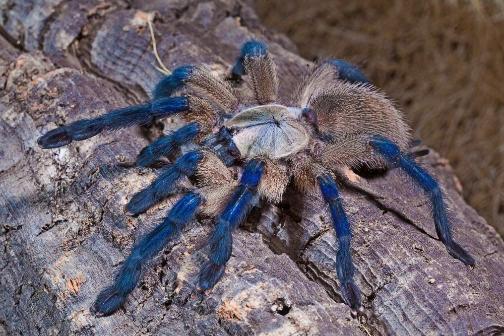 Monocentropus balfouri