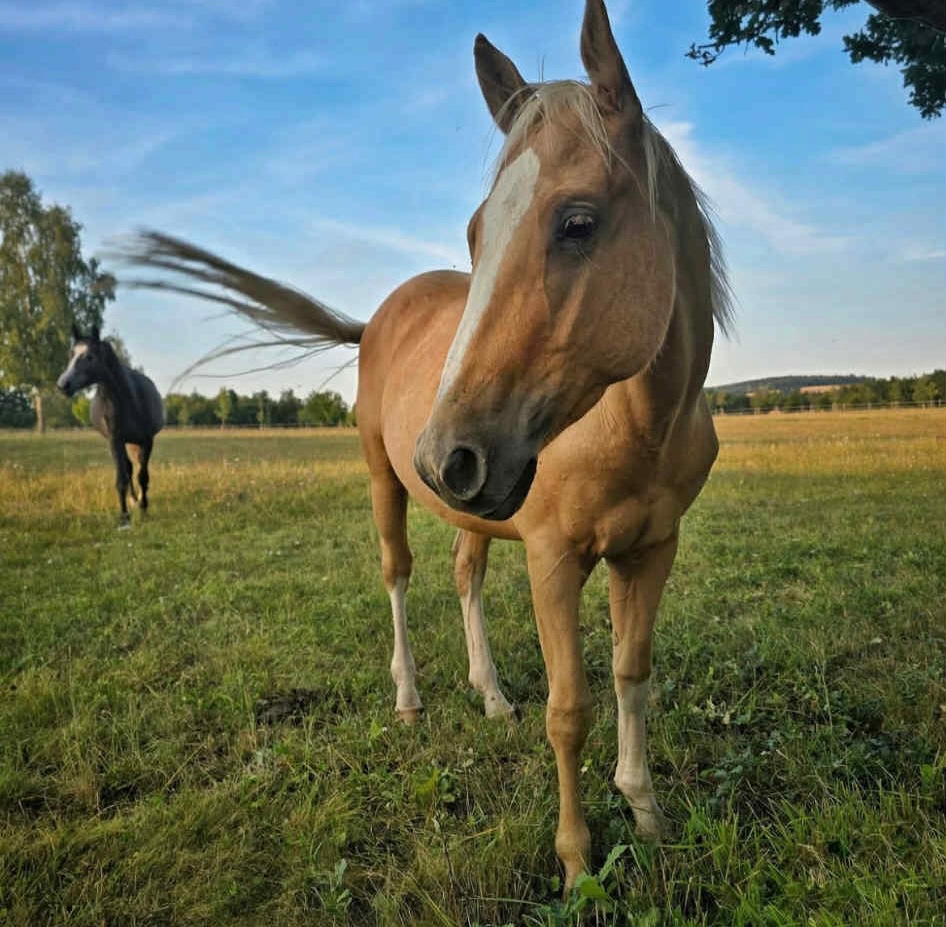 Krásný zlatý hřebeček Quarter horse, QH s výbornou povahou