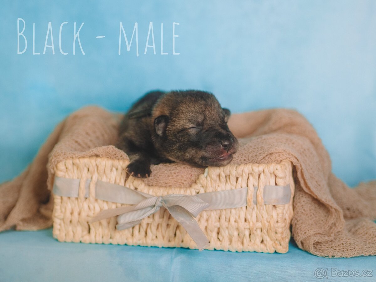 Prodej - štěňata Saarloosova vlčáka 🐺