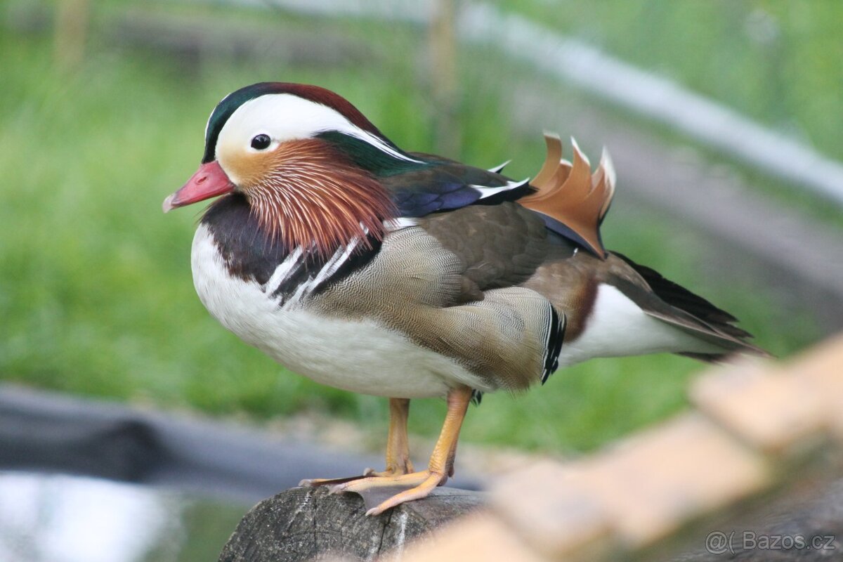 Mandarinská kachnička KAČÍRCI