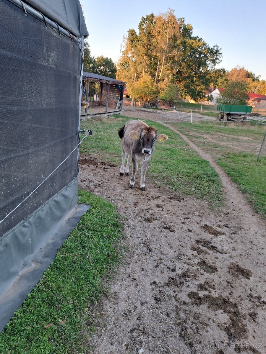 jalovička 7 měsíců