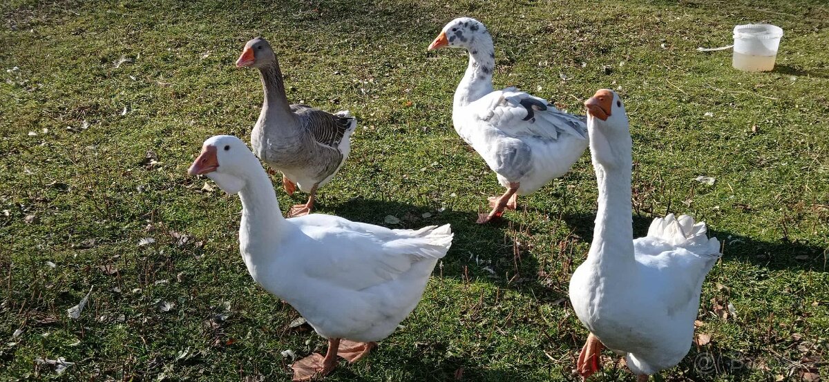 Husy- Cholmogor, Cholmogor x Landeska