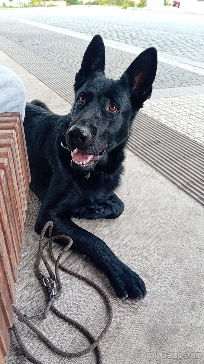 krytí německým ovcakem