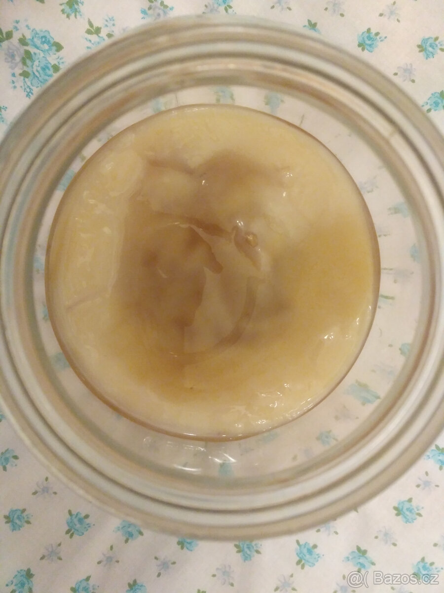 kombucha 1+1 zdarma, čajová houba včetně nálevu