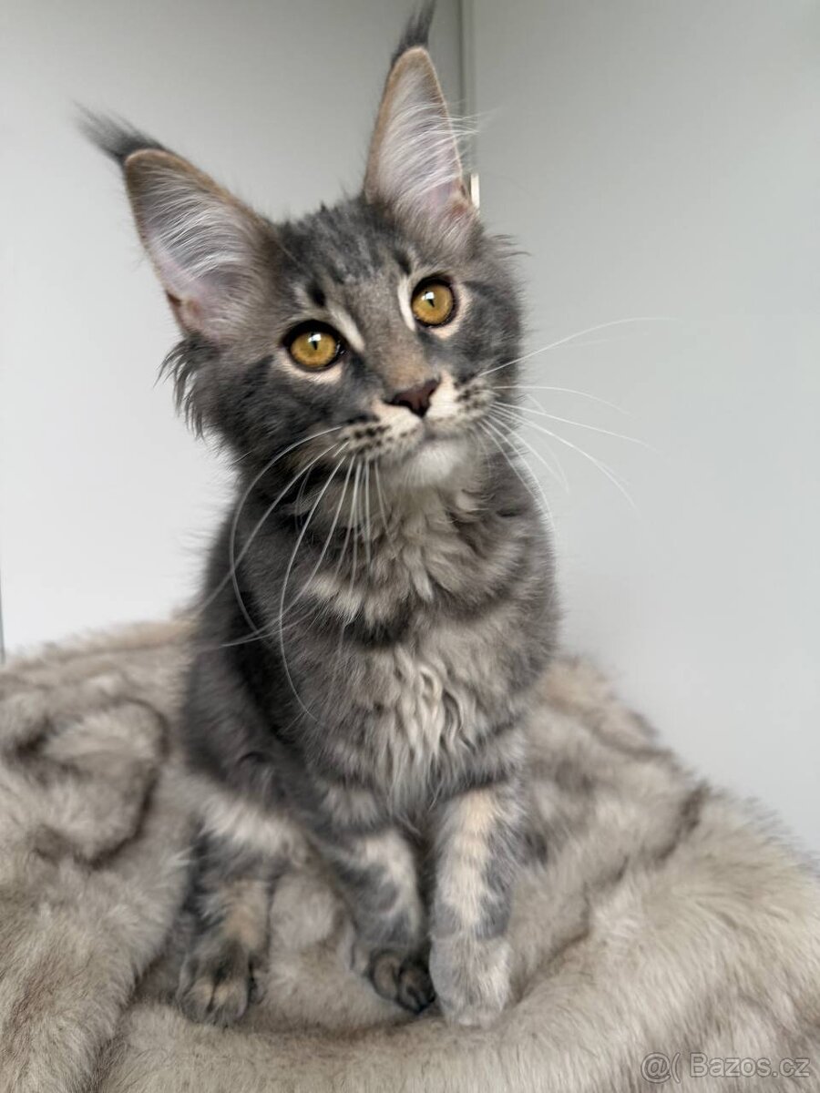 Mainská mývalí koťátka s PP