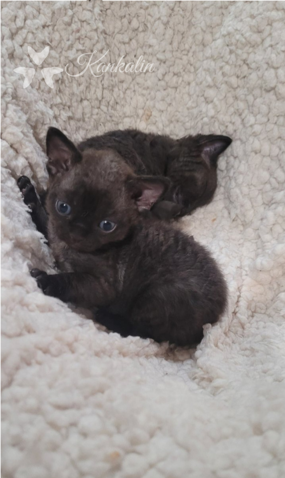 Devon rex koťátka s PP