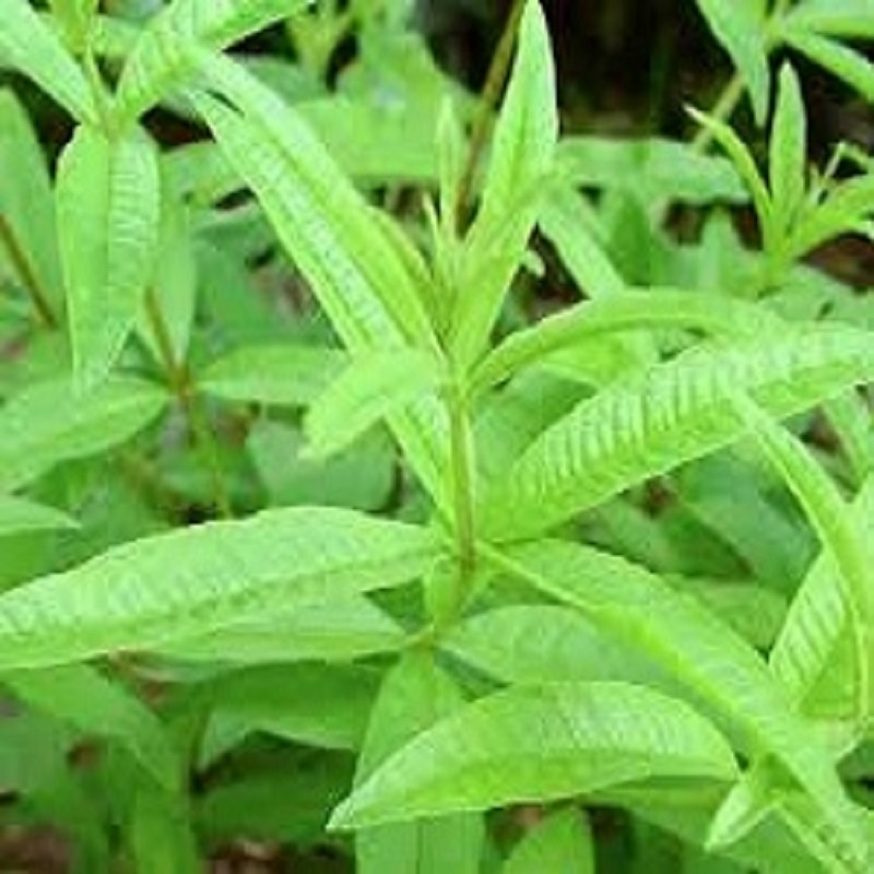 Verbena citronová, Aloisie (rostliny)