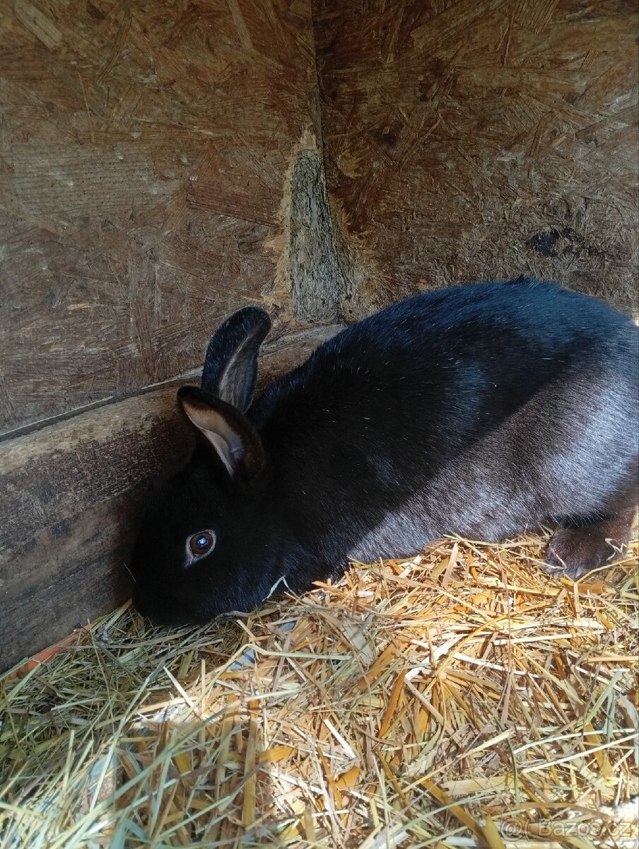 Králík