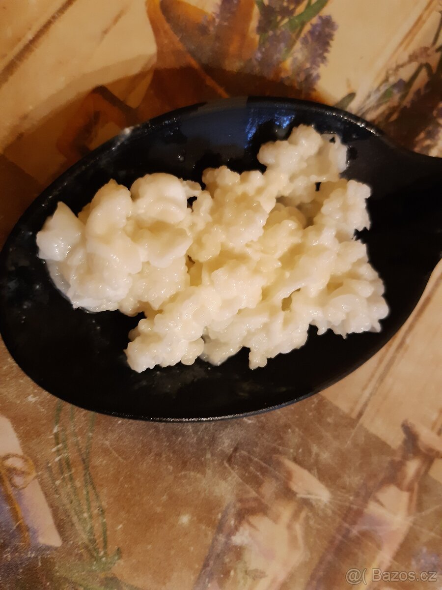 Tibetská houba a kombucha,kefirova zrna