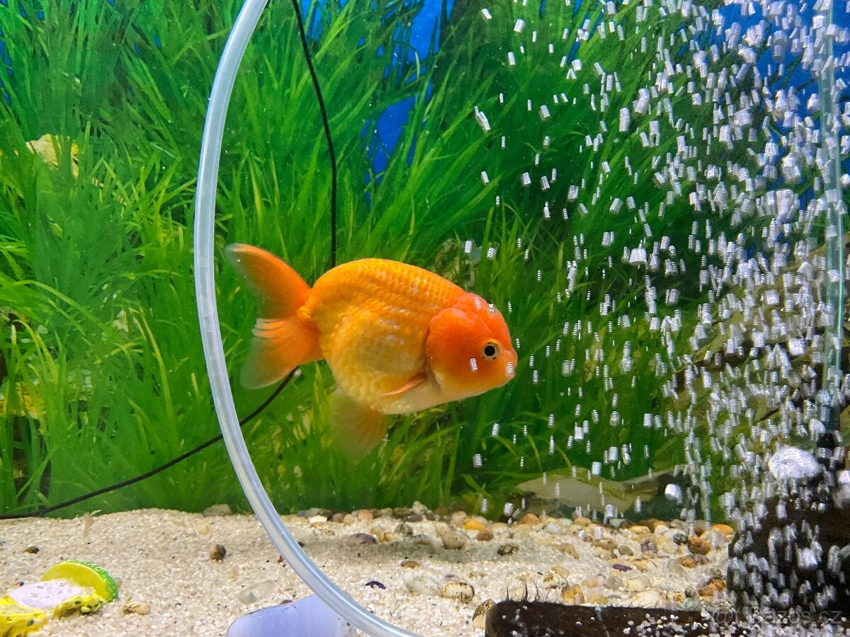 Závojnatky -RANCHU AA XXL