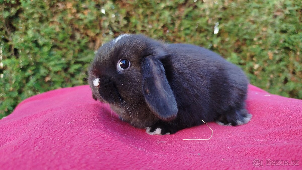 Zakrslý beránek, králíček, králík - DAN