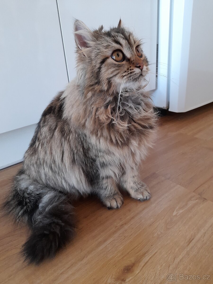 Koťátka matka Sibiřská