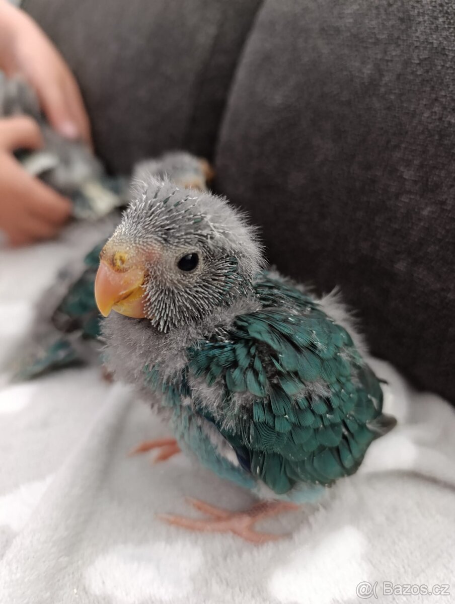 Kakariki