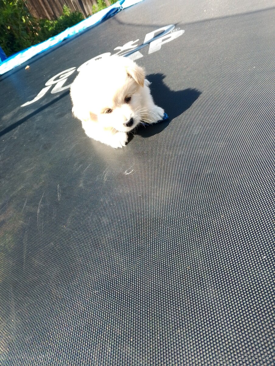 Špic pomeranian