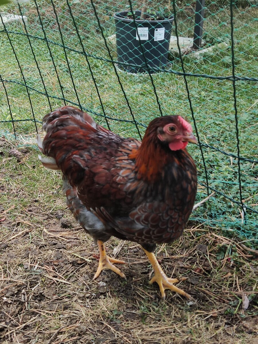 Wyandotka zlatá lemovaná zdrobnělá