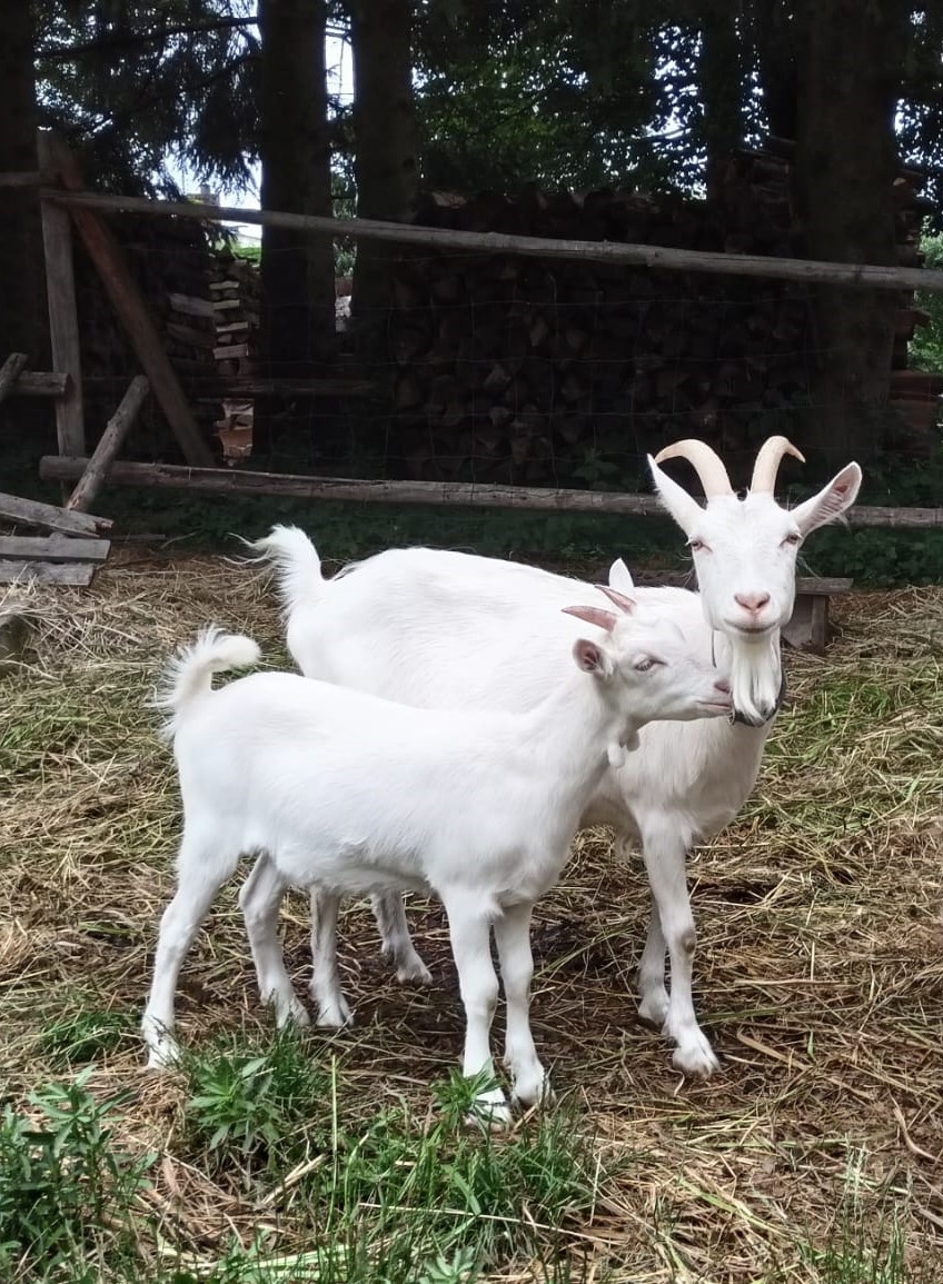 koza, kozička nar. 14/5/2025