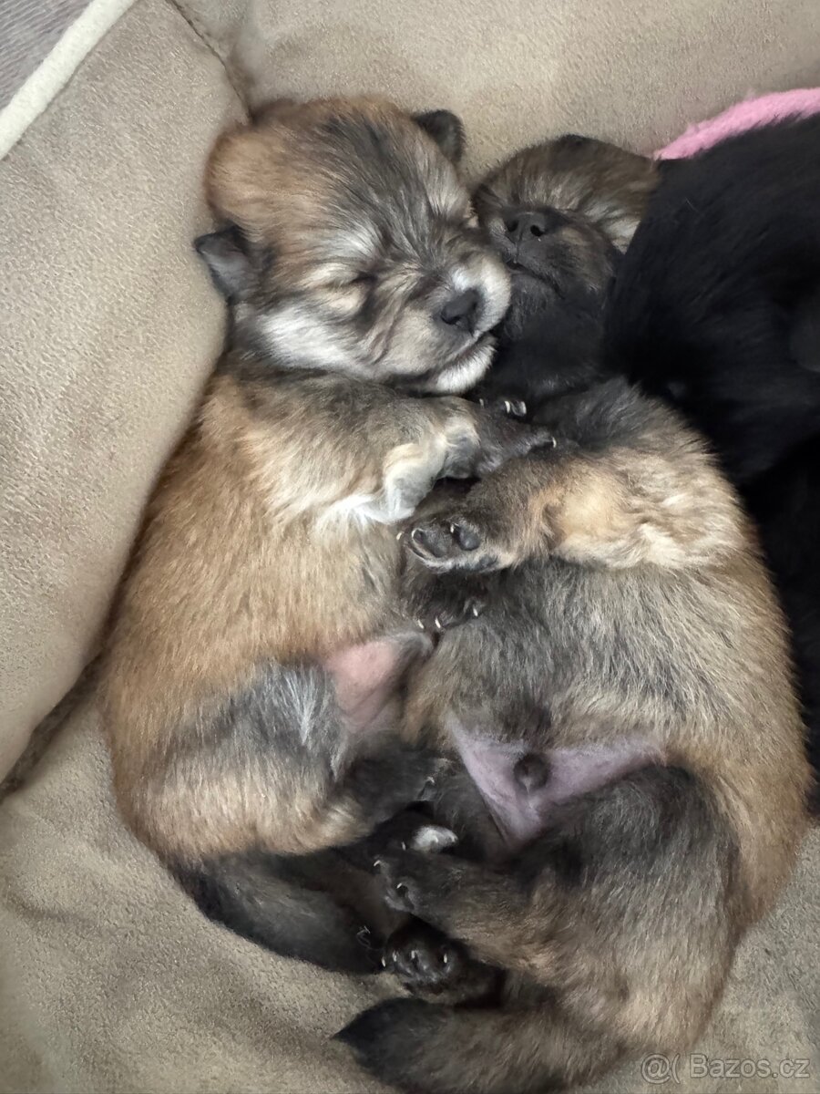 Německý špic Pomeranian