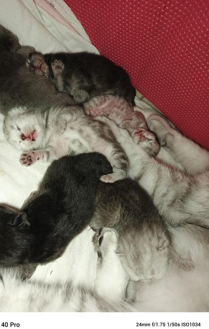 Whiskas kotatka stříbrná