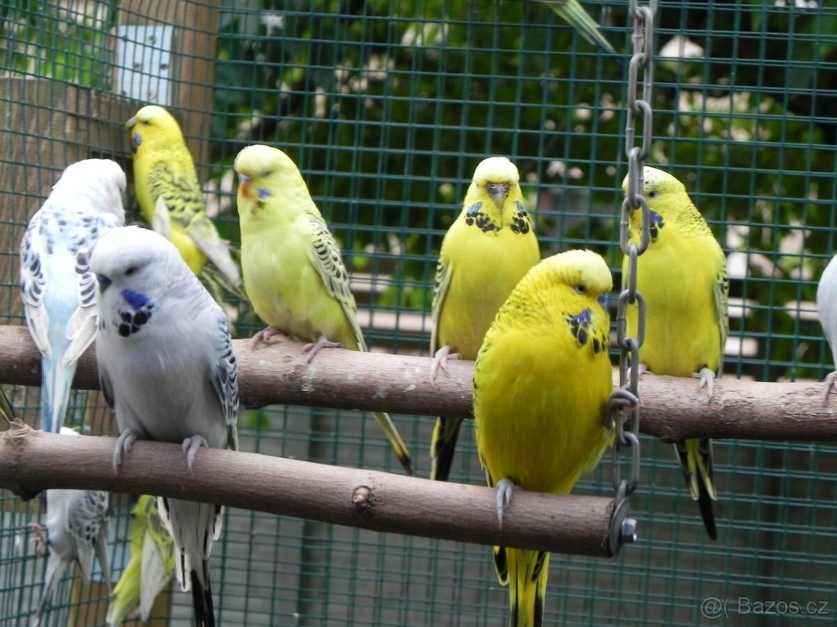 Andulky TCB - Texas Clear Body 2025