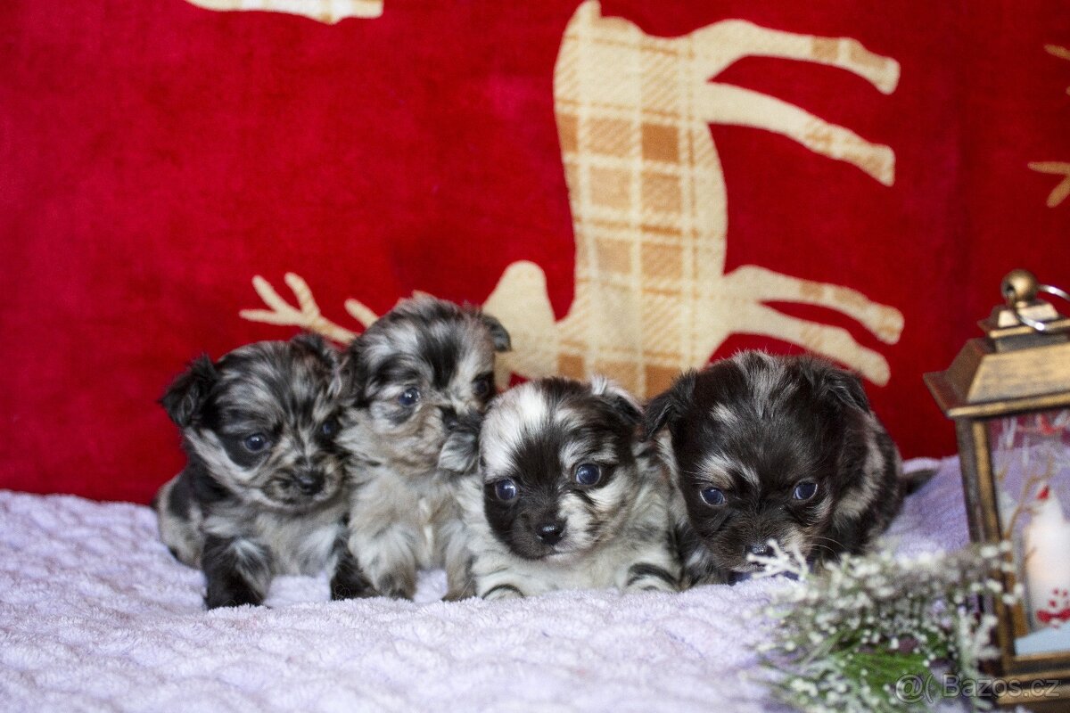 Štěňata - dlouhosrstá čivava