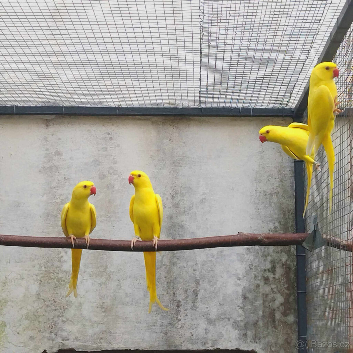 Alexandr malý lutino + violety